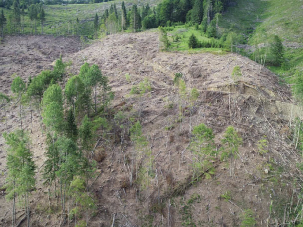 Экологи зафиксировали результаты масштабной вырубки леса в Карпатах (ФОТО, ВИДЕО)