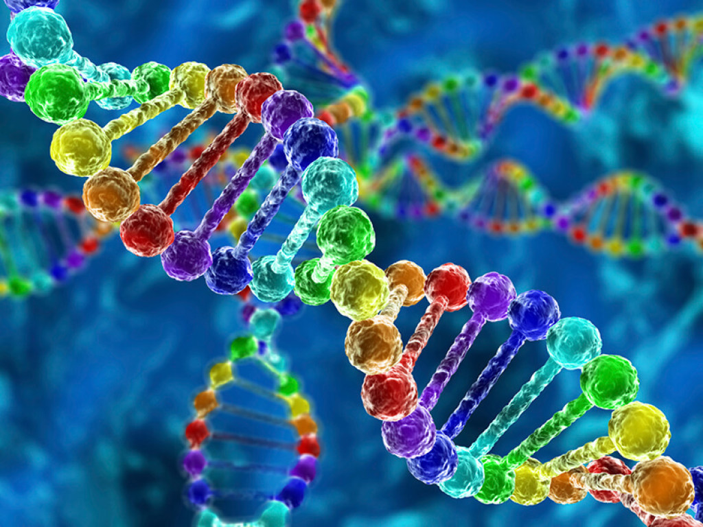 Ученые нашли ген, который отвечает за умственные способности