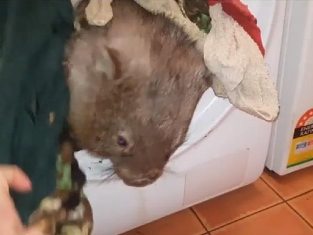 В Австралии вомбат перепутал нору со стиральной машиной (ВИДЕО)