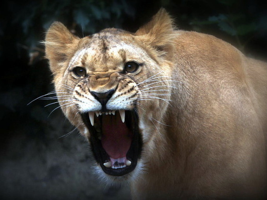 В зоопарке Бельгии львица вырвалась на волю