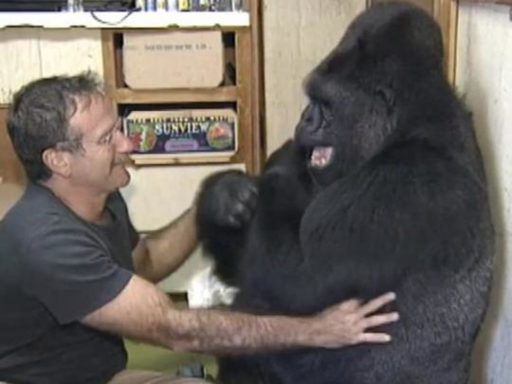 Умерла знаменитая горилла Коко, которая умела общаться на языке жестов (ФОТО, ВИДЕО)