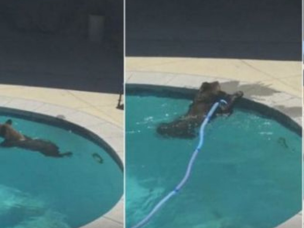 В Калифорнии медведь освежился в частном бассейне (ФОТО, ВИДЕО)