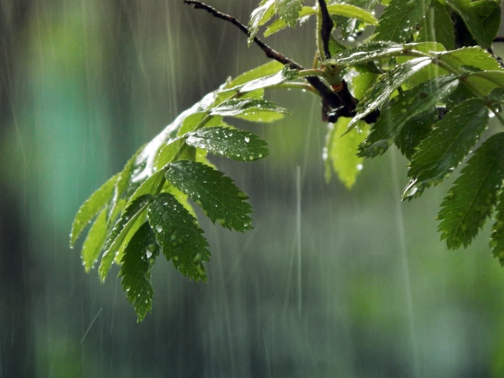 Погода на 23 июня: в Украине пройдут дожди с градом