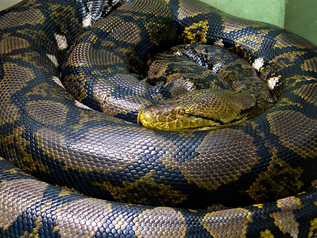Во Флориде змеелов защитил аллигатора от пожирания питоном (ВИДЕО)
