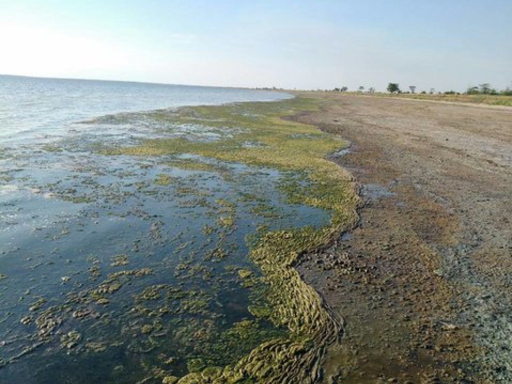 Штормы на Азовском море привели к экологическому бедствию (ФОТО)