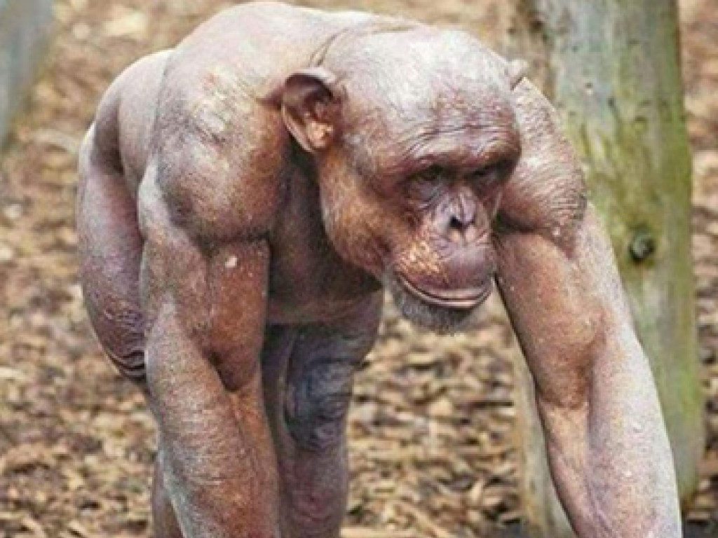 Лысый шимпанзе своей мускулатурой вогнал в краску бодибилдеров (ФОТО)