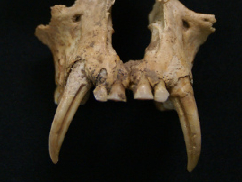 Рядом с мумией китаянки обнаружили череп обезьяны вымершего вида (ФОТО)