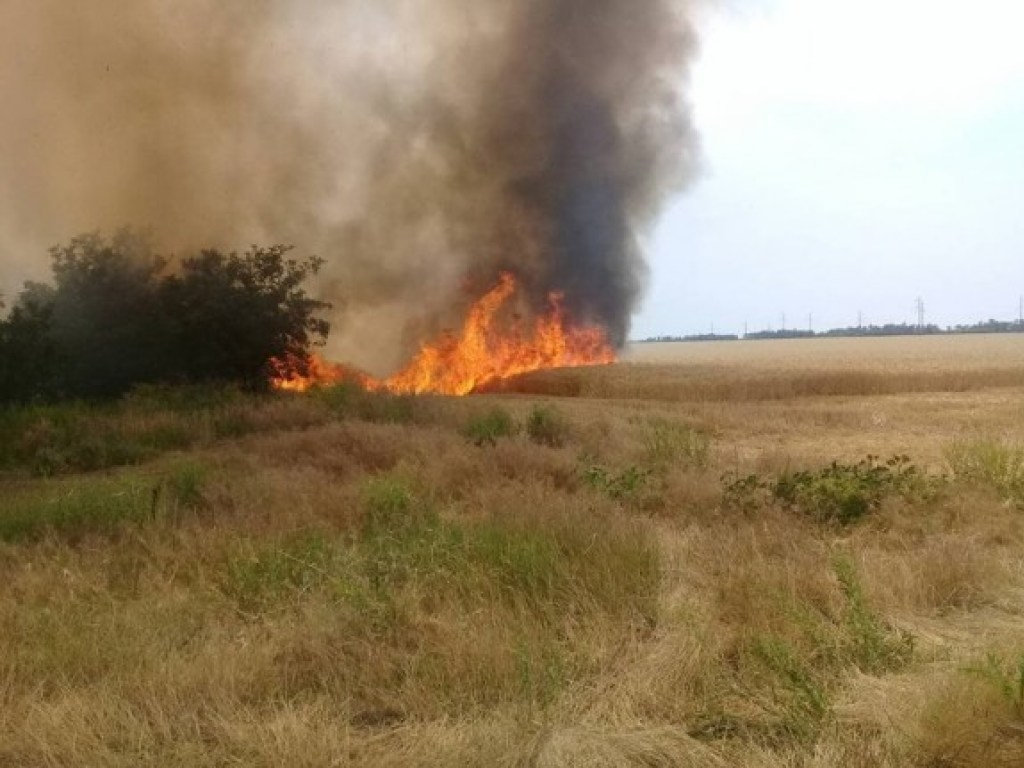 Несколько гектаров пшеничного поля выгорело в Николаевской области (ФОТО)