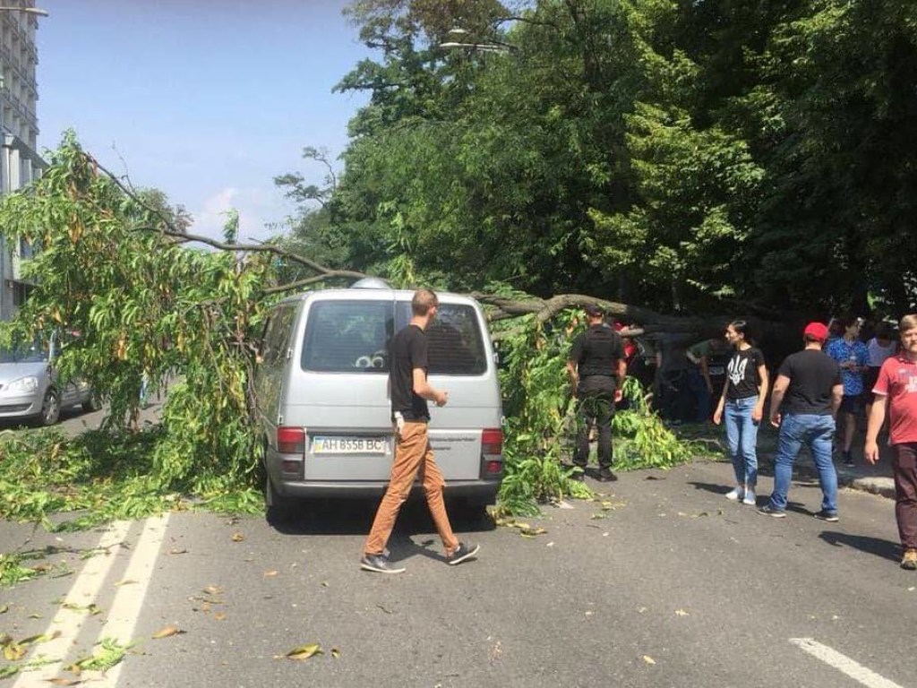 У Верховной Рады на авто с дипломатически номерами рухнуло дерево (ФОТО, ВИДЕО)
