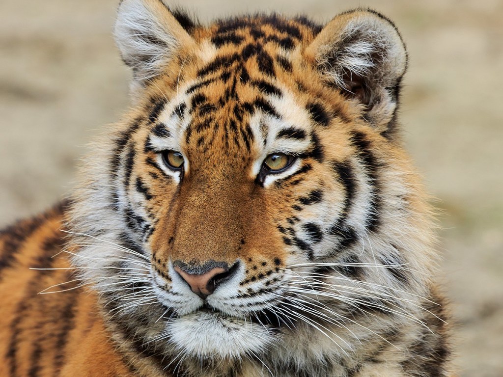 В США тигр принял посетителей за добычу и попытался напасть (ВИДЕО)