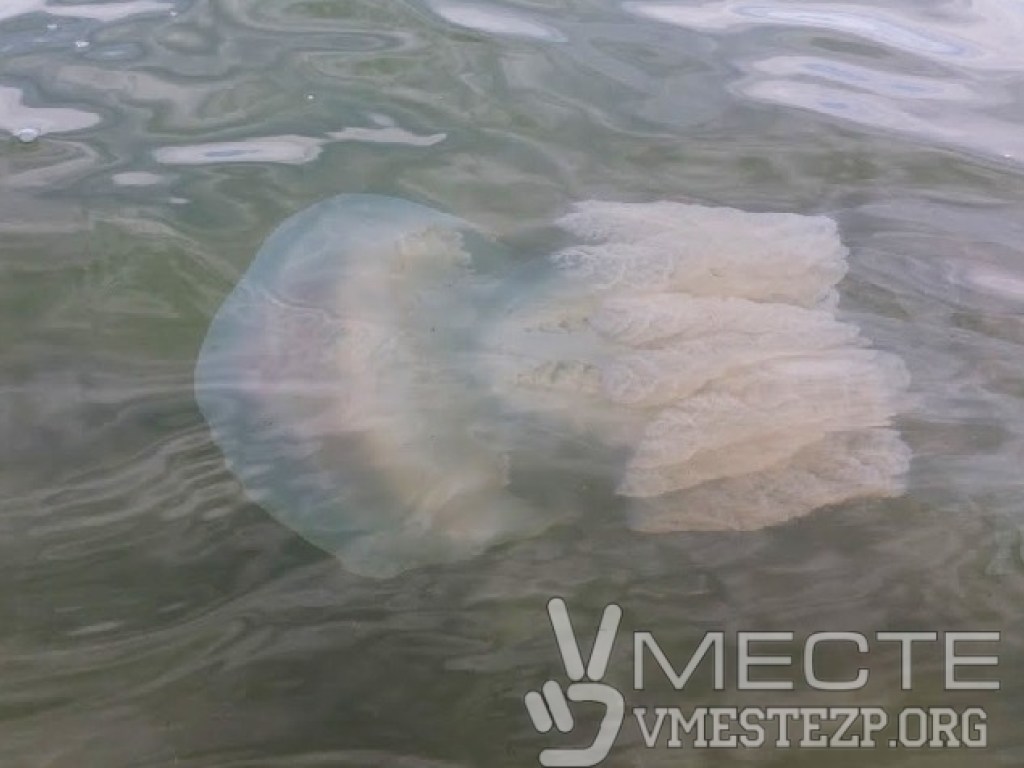 В Азовском море началось нашествие ядовитых медуз (ФОТО, ВИДЕО)