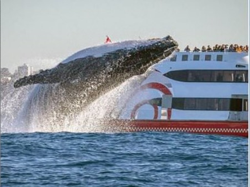 Горбатый кит в прыжке: Австралийский фотограф сделал редкий снимок (ФОТО)
