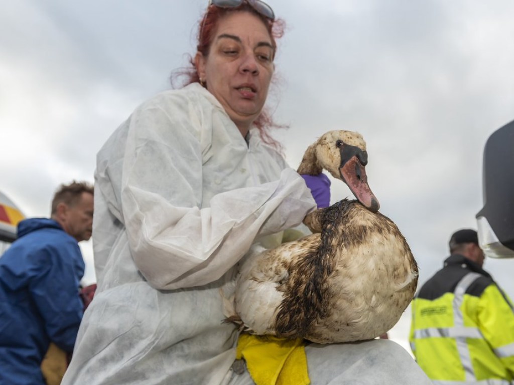 Авария с танкером в Нидерландах: сотни птиц оказались в «нефтяной трясине» (ФОТО)