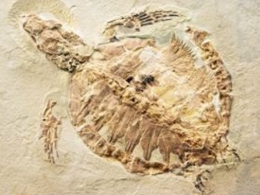 В Китае фермер нашел окаменевшую черепаху возрастом 150 миллионов лет (ФОТО)