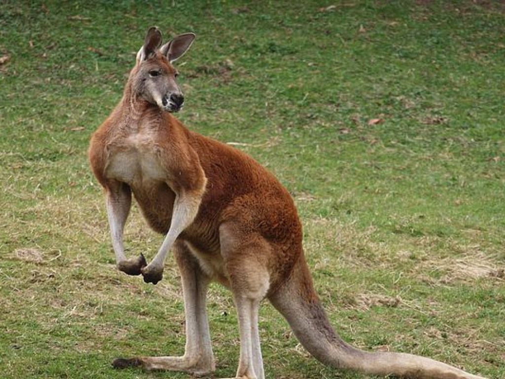 В Австралии на футбольном поле появился кенгуру и озадачил игроков (ВИДЕО)