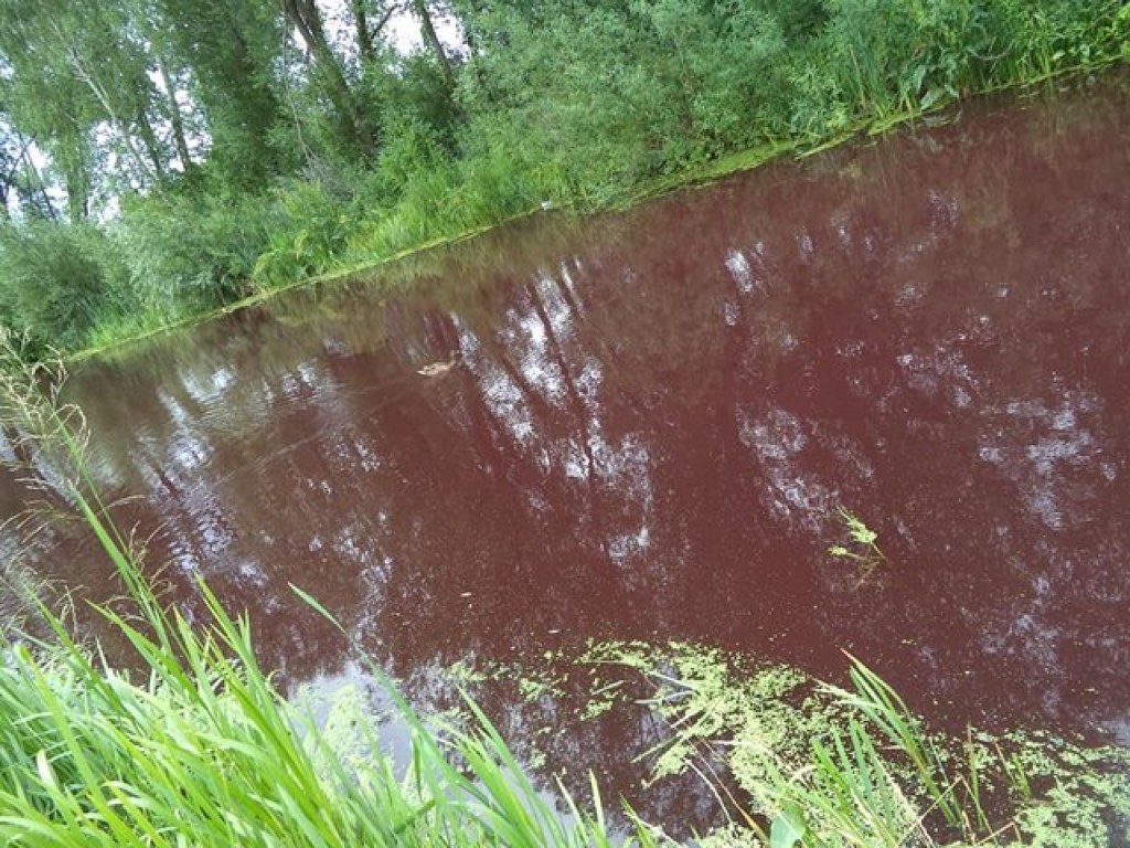 Вода в озере под Киевом окрасилась в ярко-красный цвет (ФОТО)
