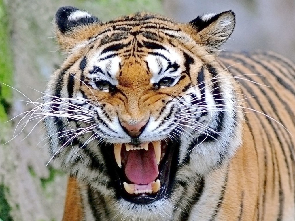 Беременная девушка сфотографировалась с тигром: неожиданный поворот взорвал интернет (ВИДЕО)
