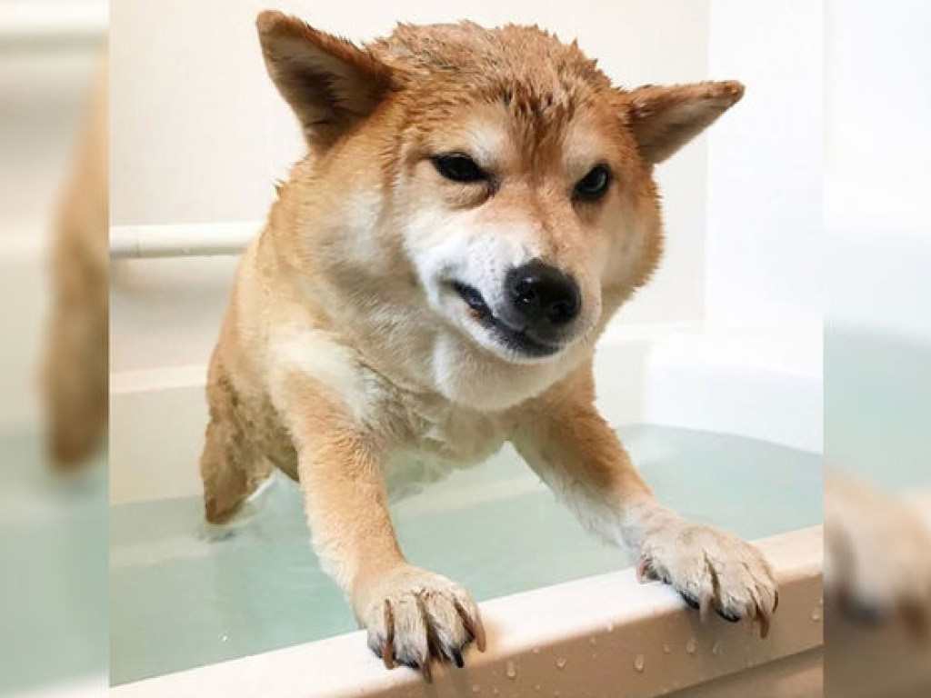 Недовольный пес вылез из ванны и насмешил интернет (ФОТО)