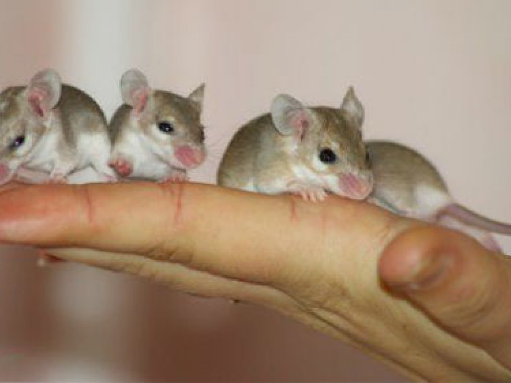 Золотыми наночастицами мышей излечили от аутизма (ФОТО)