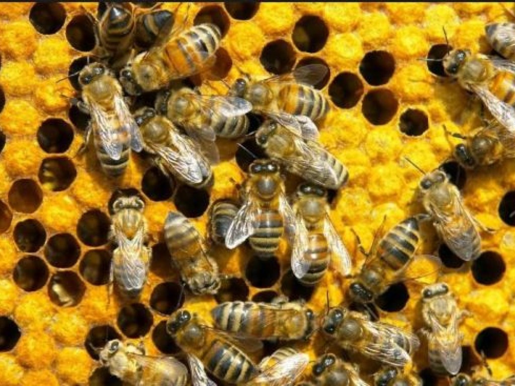Пчеловоды сообщили о причине мора пчел на Днепропетровщине