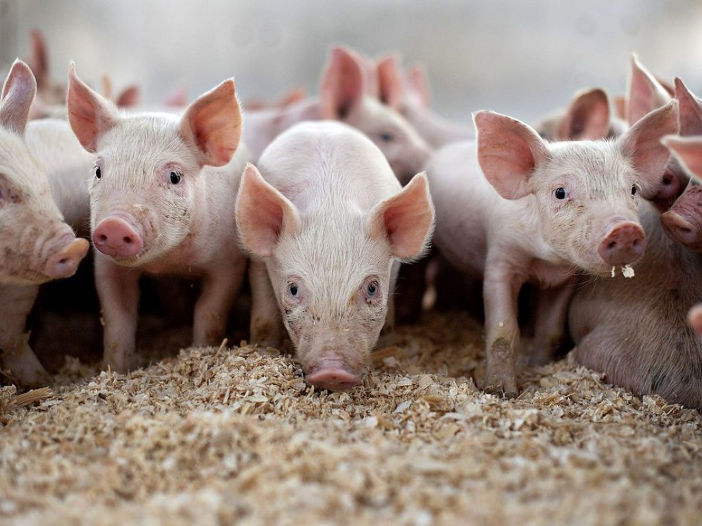 Под Одессой объявили карантин из-за вспышки чумы свиней, всех животных уничтожат