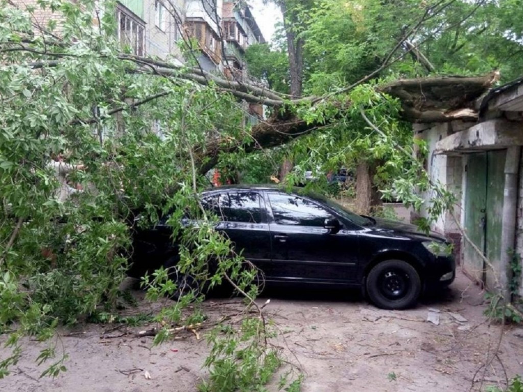 В Киеве дерево дважды повредило Skoda: автовладелец будет судиться с коммунальщиками (ФОТО)