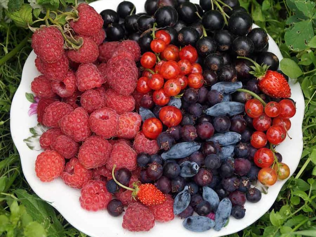 Врачи рассказали, какие ягоды полезно употреблять летом