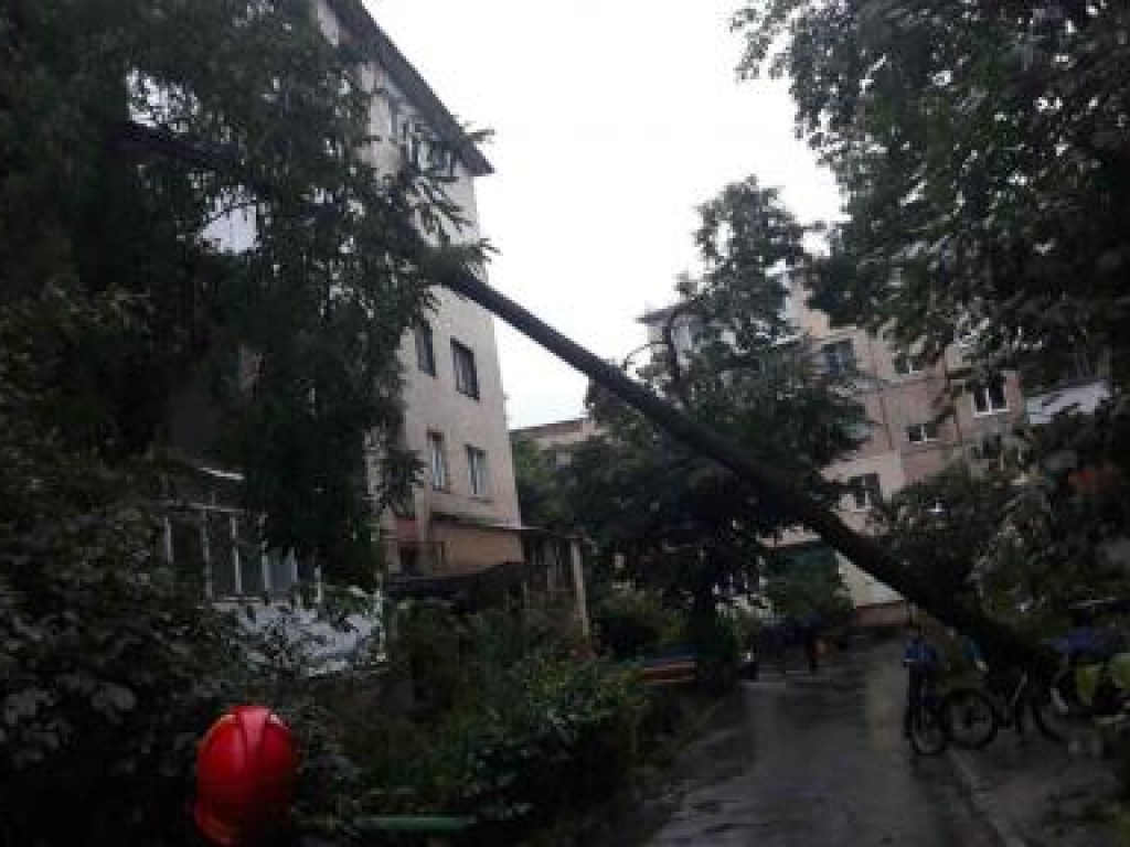 Непогода: в Виннице дерево рухнуло на пятиэтажку (ФОТО)