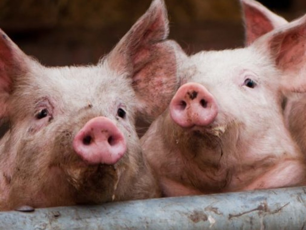 National Geographic обнародовал снимки самых толстых свиней в мире