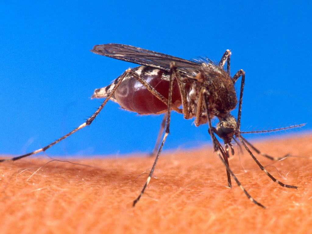 Как защититься от укусов комаров: советы ученых