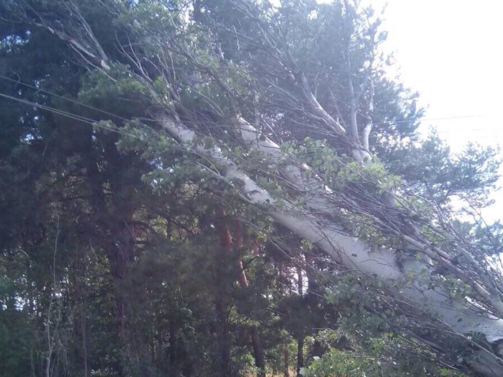 На Хортице из-за сильного ветра дерево повредило линии электропередач (ФОТО)