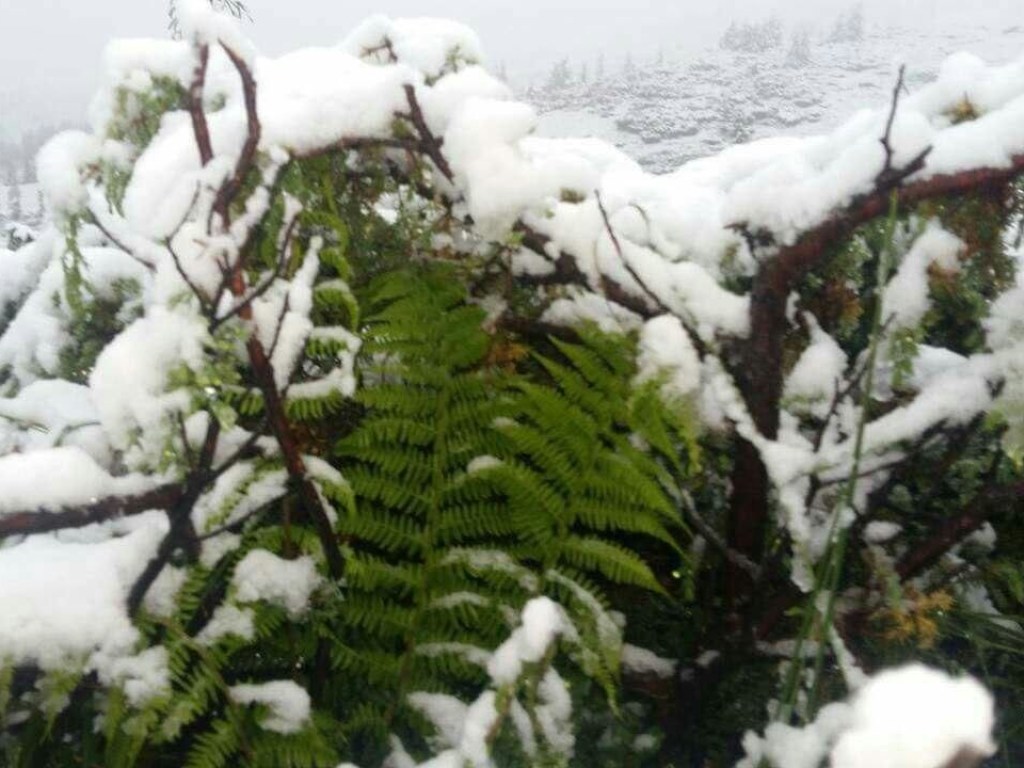 Зрелищные кадры: На Закарпатье снова выпал снег (ВИДЕО)