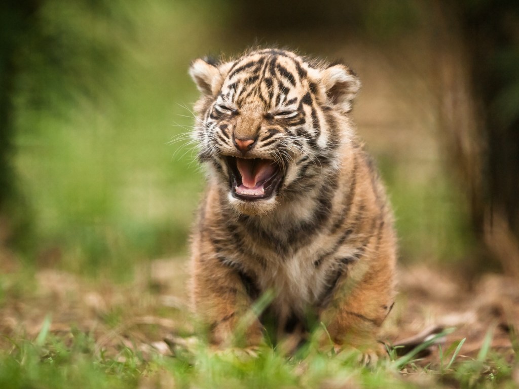 Весь день не отдыхает: В Одессе тигренка довели до стресса (ВИДЕО)