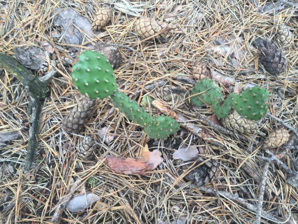 Под Киевом обнаружили дикие кактусы, выросшие в сосновом бору (ФОТО)