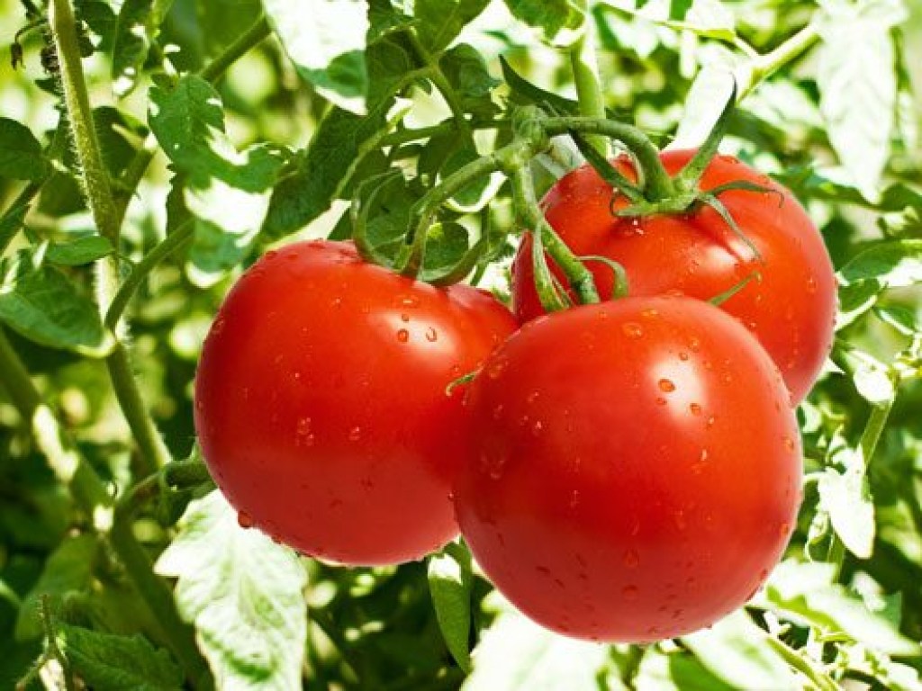 Ускорить созревание томатов поможет стрессовая ситуация – эксперт