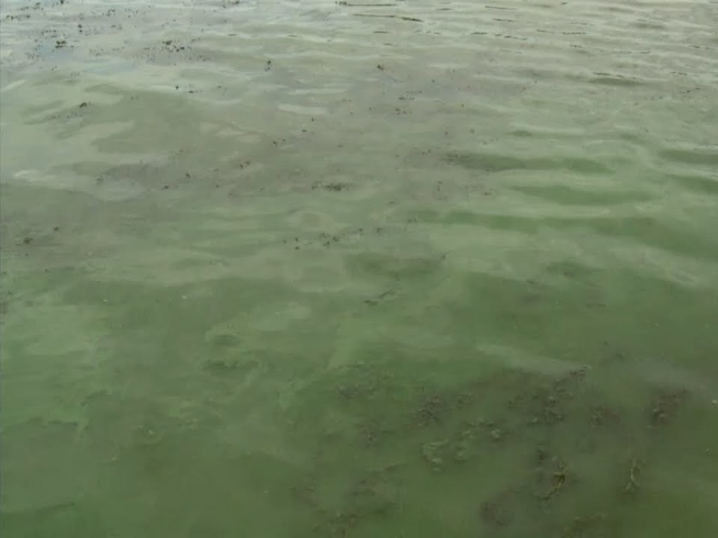 Эксперт: Увидев в водоеме сине-зеленые водоросли, просто не лезьте в воду