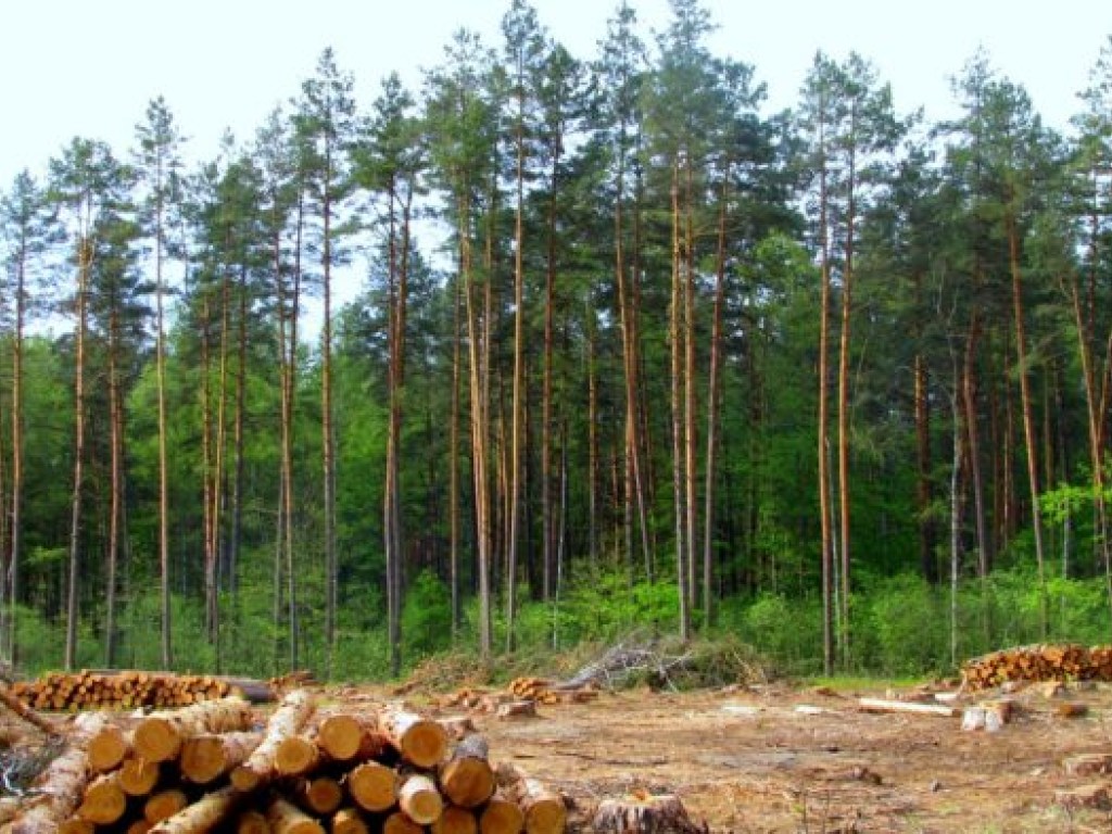 Украинский лес массово вывозят из Украины (ВИДЕО)