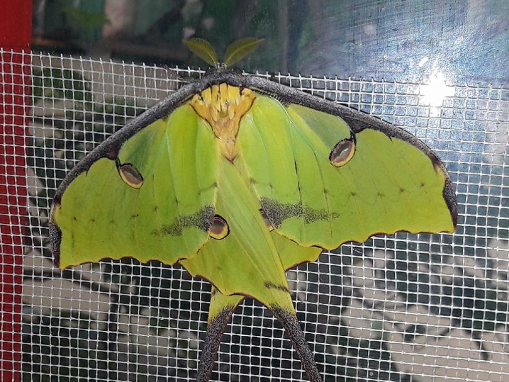 В Николаевском зоопарке появилась самая красивая и эффектная в мире бабочка (ФОТО)