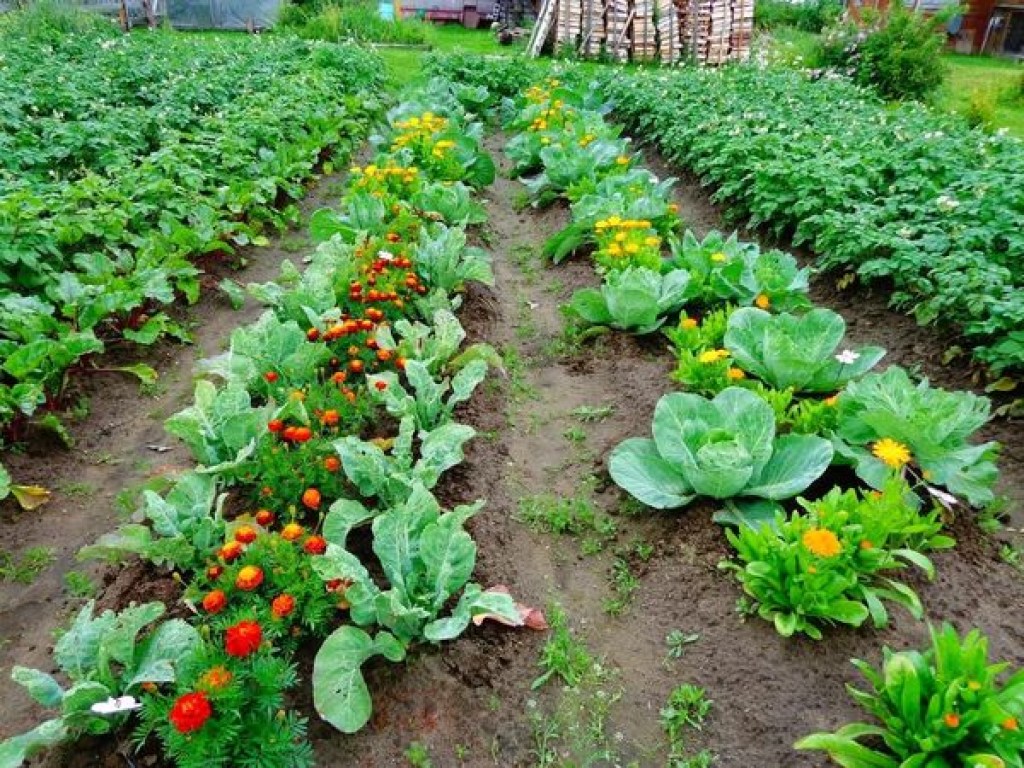 В июле овощи и зелень можно высаживать повторно &#8212; эксперт