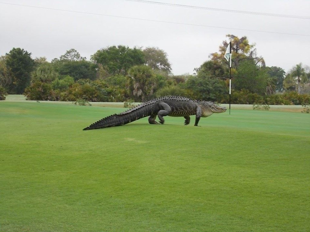 Во Флориде четырехметровый аллигатор выполз на поле для гольфа в сопровождении стервятников (ВИДЕО)