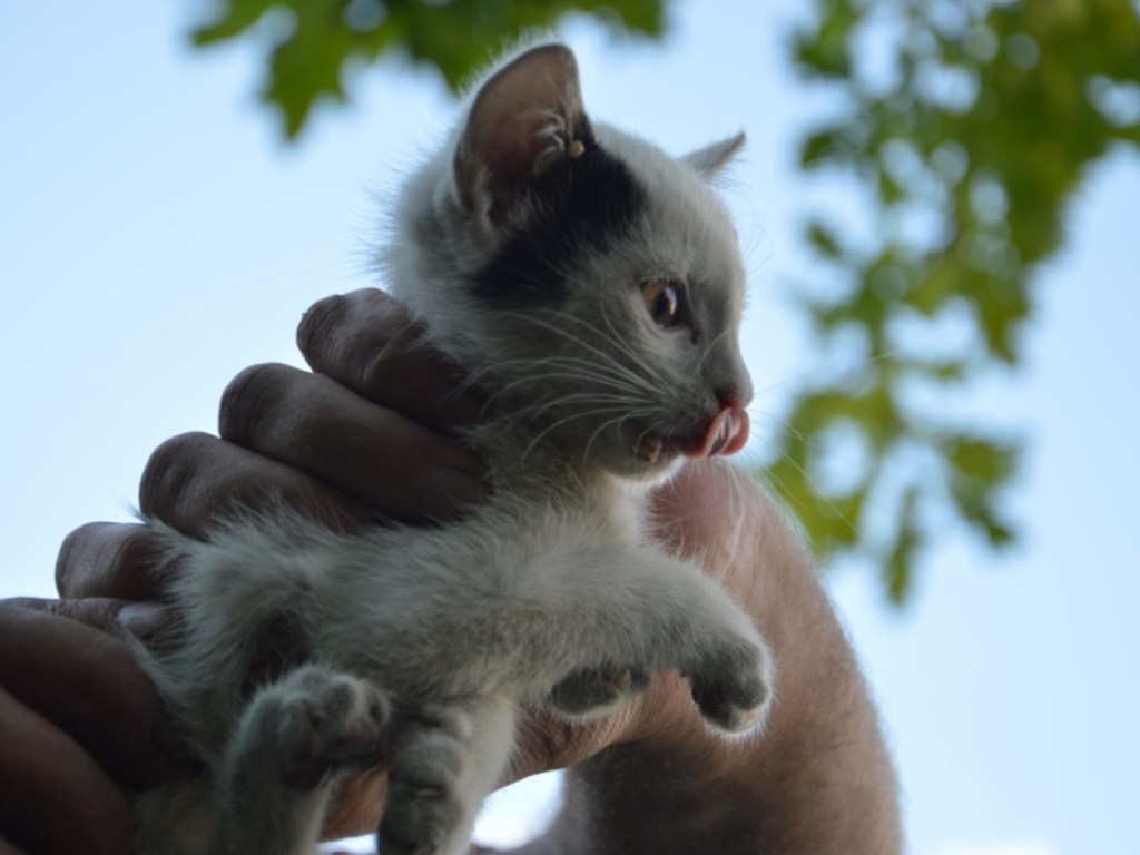 В Днепре котенок три дня просидел на крыше Дворца культуры (ФОТО, ВИДЕО)