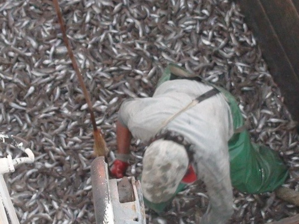СБУ изъяла у браконьеров 500 тонн незаконно выловленной рыбы (ФОТО, ВИДЕО)