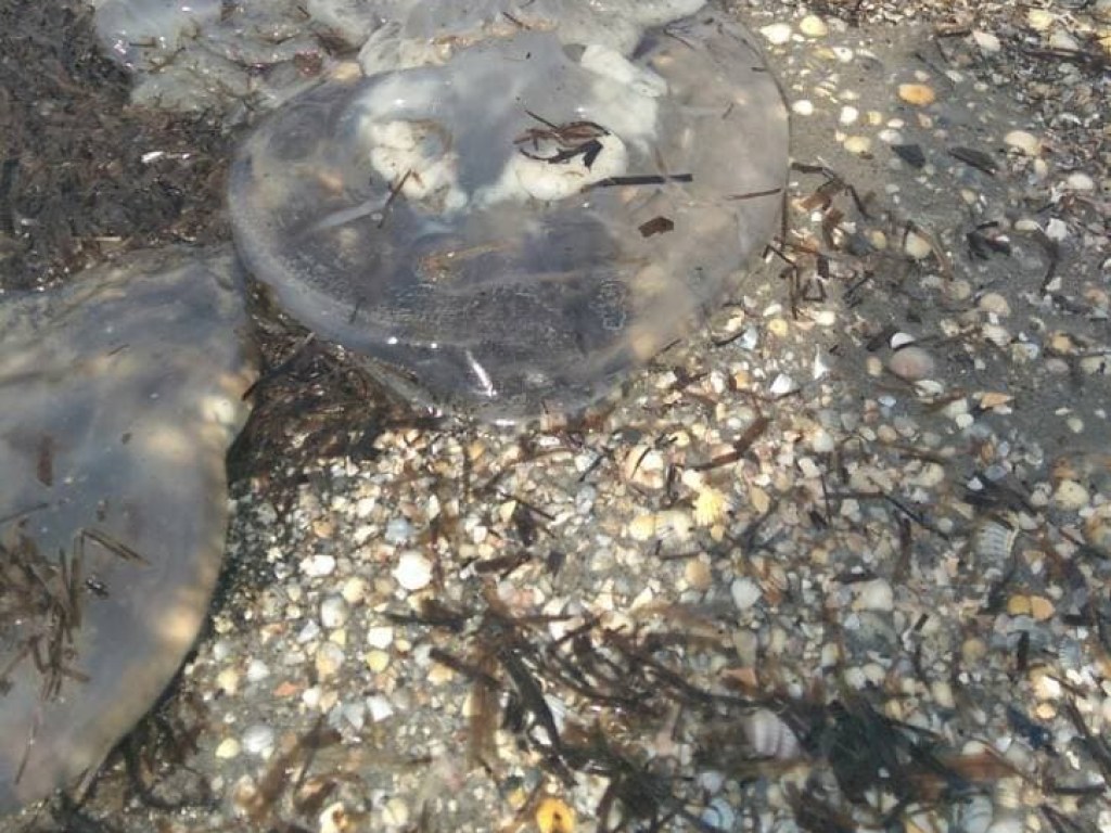 На побережье Азовского моря отдыхающие заметили необычных гигантских медуз (ФОТО)