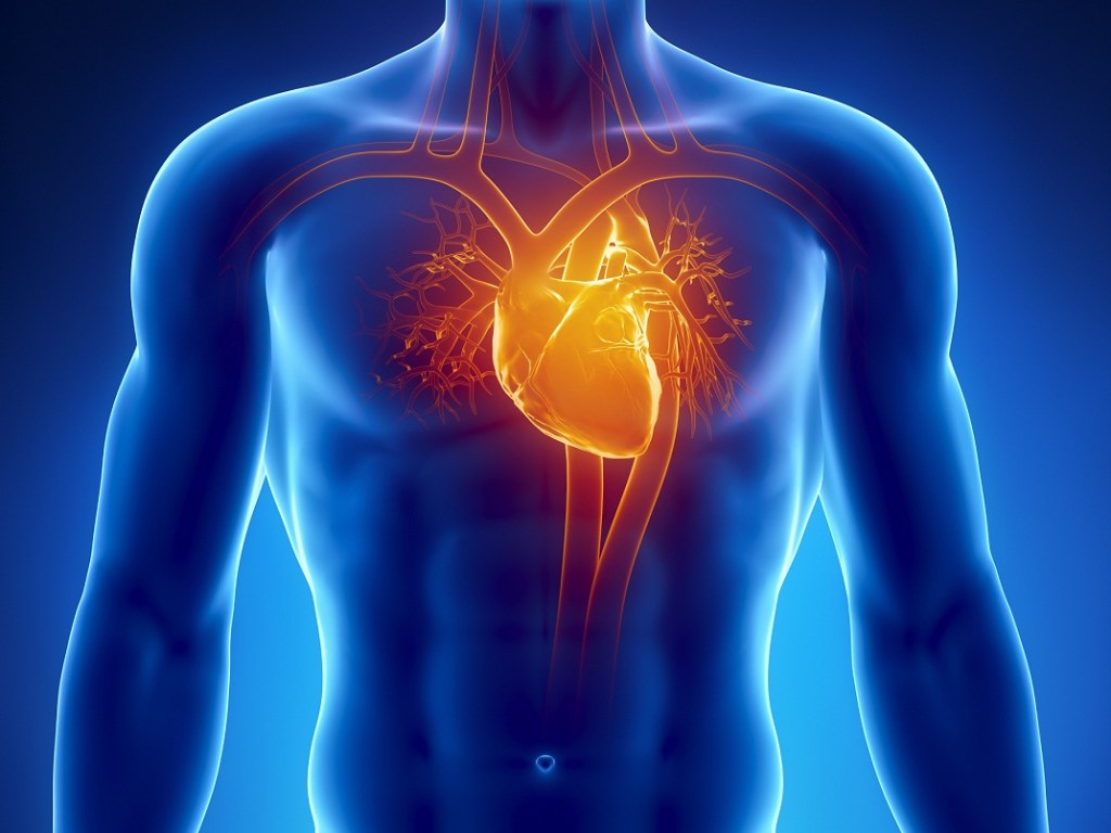 Впервые напечатана сердечная мышца для трансплантации