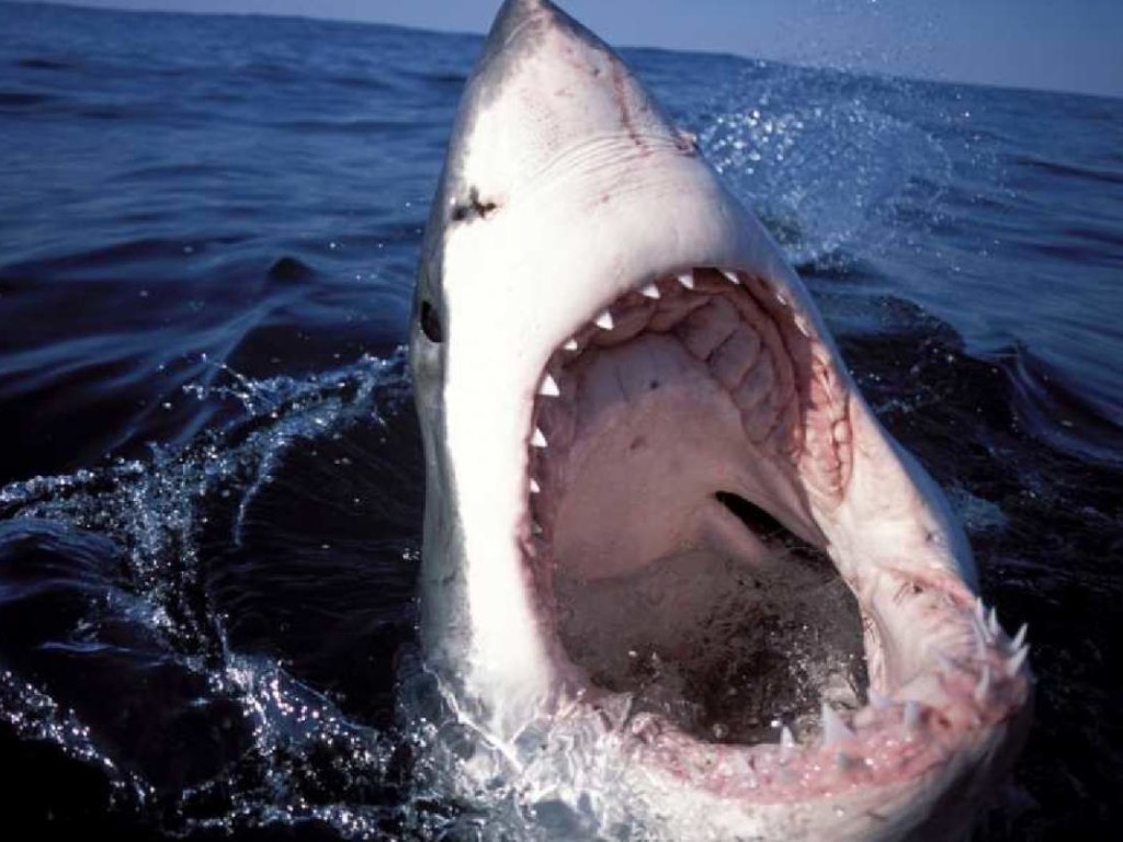 Как в фильме «Челюсти»: Береговая охрана в США заметила гигантскую акулу (ВИДЕО)