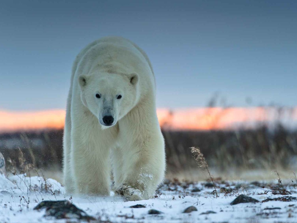 Житель Канады погиб от лап белого медведя, защищая детей (ФОТО)