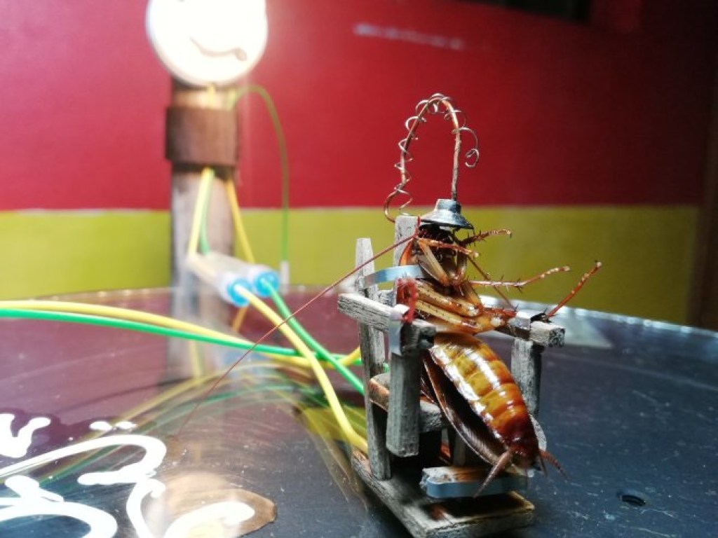 Житель Филиппин изобрел электрический стул для тараканов (ФОТО, ВИДЕО)