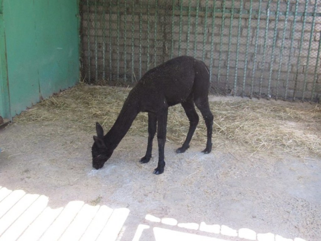 В зоопарке Николаева появился самец альпака (ФОТО)