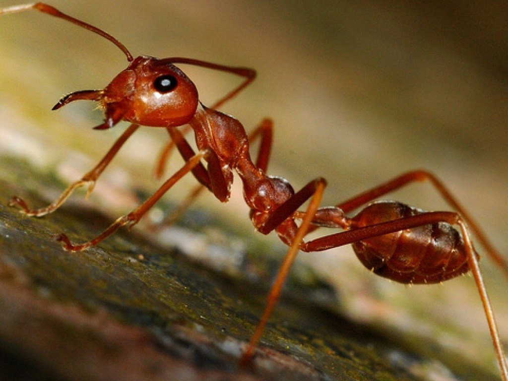 Ученые нашли «сейсмические» таланты у муравьев