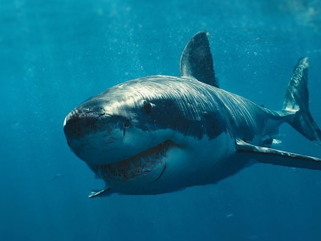 Огромная акула не на шутку испугала береговую охрану США (ВИДЕО)